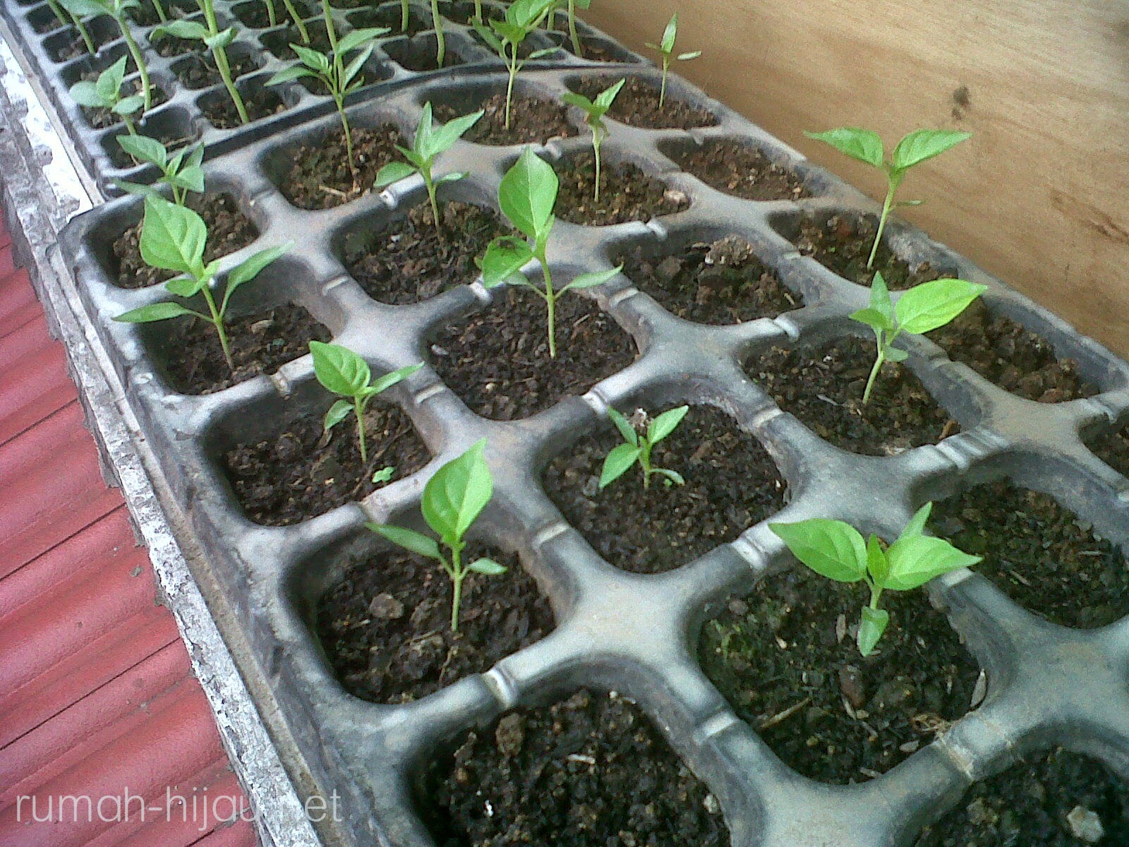 Rows of small green seedlings growing in black plastic planting trays, closeup, outdoor setting.
